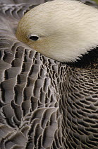 Emperor Goose (Anser canagicus) tucking face into body feathers to stay warm, Slimbridge Wildfowl and Wetlands Trust, England