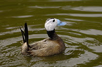 White-headed Duck (Oxyura leucocephala) male, Slimbridge Wildfowl and Wetlands Trust, England