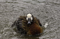 White-faced Whistling-Duck (Dendrocygna viduata) bathing, Slimbridge Wildfowl and Wetlands Trust, England