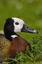 White-faced Whistling-Duck (Dendrocygna viduata) portrait, Slimbridge Wildfowl and Wetlands Trust, England