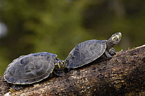 Yellow-spotted Amazon River Turtle (Podocnemis unifilis) pair basking, Amazon, Ecuador
