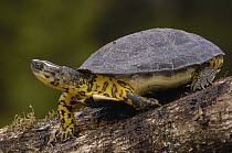 Colombian Wood Turtle (Rhinoclemys melanosterna) on log, Amazon, Ecuador