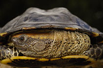 Twist-neck Turtle (Platemys platycephala) with appendages drawn into shell, Amazon Rainforest, Ecuador