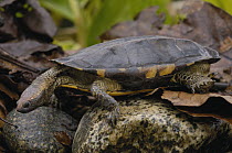 Twist-neck Turtle (Platemys platycephala) portrait, Amazon Rainforest, Ecuador