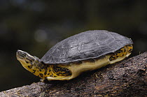 Colombian Wood Turtle (Rhinoclemys melanosterna) with legs drawn into shell, Amazon, Ecuador