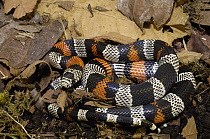 Milk Snake (Lampropeltis triangulum), mimics venomous coral snakes, Andes Mountains, Ecuador