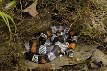 Milk Snake (Lampropeltis triangulum), mimics venomous coral snakes, Andes Mountains, Ecuador