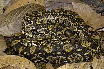Boa Constrictor (Boa constrictor), Loja, Ecuador