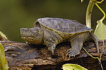 Ecuadorian Snapping Turtle (Chelydra serpentina acutirostris), Ecuador
