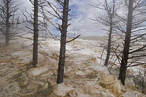 Dead trees in Mammoth Hot Springs travertine terraces, Yellowstone National Park, Wyoming