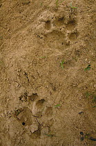 Jaguar (Panthera onca) footprints, Cuiaba River, Brazil