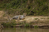 Jaguar (Panthera onca) male on riverbank near Porto Joffre, Brazil