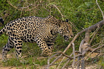 Jaguar (Panthera onca) male near Porto Joffre, Brazil