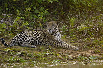 Jaguar (Panthera onca) male on riverbank, Cuiaba River, Brazil