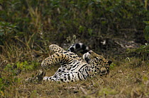 Jaguar (Panthera onca) male rolling on ground near Porto Joffre, Brazil