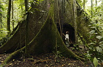 Buttress root in rainforest with photographer Pete Oxford standing beneath it, Sacha Lodge, Amazon Rain Forest, Ecuador