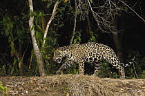 Jaguar (Panthera onca) female, Cuiaba River, Pantanal, Brazil