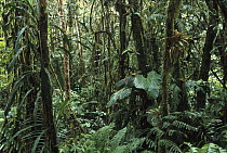Cloud forest understory, Mindo cloud forest, west slope of the Andes Mountains, Ecuador