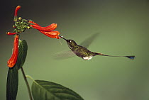 Booted Racket-tail (Ocreatus underwoodii) hummingbird, feeding at flower in cloud forest, west slope of the Andes, Ecuador