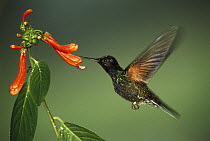 Velvet-purple Coronet (Boissonneaua jardini) hummingbird, feeding at flower while flying, cloud forest ecosystem, west slope of the Andes Mountains, Ecuador