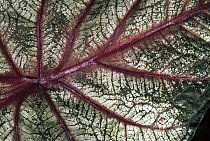 Leaf detail, Mindo cloud forest, Ecuador