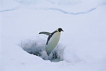 Emperor Penguin (Aptenodytes forsteri) leaping from seal breathing hole in ice, Kloa EP Rookery, Antarctica