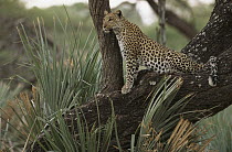 Leopard (Panthera pardus) in tree searching for prey, Okavango Delta, Botswana