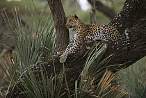 Leopard (Panthera pardus) lounging in tree, Okavango Delta, Botswana