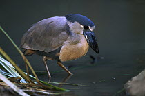 Boat-billed Heron (Cochlearius cochlearius) wading, Central and South America
