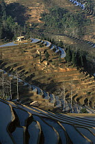 3000 year old Yuanyang grand terraces, built by Hani people, Honghe Prefecture, Yunnan Province, China