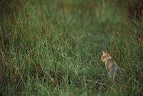African Wild Cat (Felis lybica) sitting in grass, Okavango Delta, Botswana