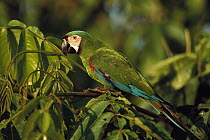 Chestnut-fronted Macaw (Ara severa), Amazon, Peru
