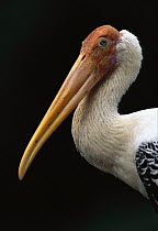 Painted Stork (Mycteria leucocephala) portrait, native to India and Asia