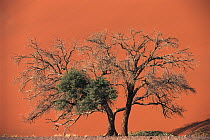 Camelthorn Acacia (Acacia erioloba) tree against dune 45, Sossusvlei, Namib-Naukluft National Park, Namibia