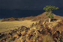 Phantom Tree (Moringa ovalifolia) and desert storm, Namib-Naukluft National Park, Namibia