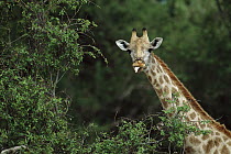 Southern Giraffe (Giraffa giraffa) facing camera while eating from a tree, Okavango Delta, Botswana