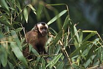 Brown Capuchin (Cebus apella), Manu Cloud Forest, Peru