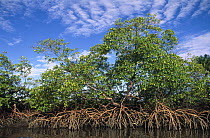 Red Mangrove (Rhizophora mangle), East Coast, Brazil