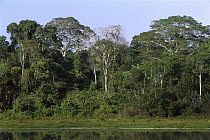 Otorongo Oxbow Lake, Manu National Park, Peru
