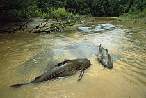 Catfish stranded pair, Boca Mishagua River, Amazon, Peru