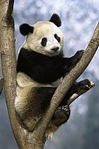 Giant Panda (Ailuropoda melanoleuca), Wolong Valley, China