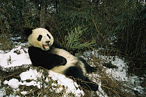 Giant Panda (Ailuropoda melanoleuca) reclining in snow, Wolong Valley, China