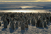 Emperor Penguin (Aptenodytes forsteri) colony, Auster EP Rookery, Australian Antarctic Territory, Antarctica