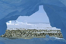 Emperor Penguin (Aptenodytes forsteri) group seen through window in ice, Atka Bay, Weddell Sea, Antarctica