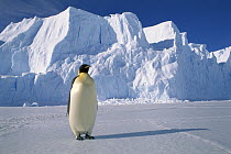 Emperor Penguin (Aptenodytes forsteri), Auster EP Rookery, Australian Antarctic Territory, Antarctica