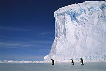 Emperor Penguin (Aptenodytes forsteri) three, Auster EP Rookery, Australian Antarctic Territory, Antarctica
