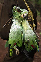 Mealy Parrot (Amazona farinosa) killed for food with a shotgun while feeding at Kirigueti clay lick, Urubamba River, Peru
