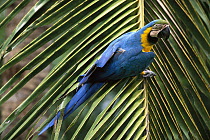 Blue and Yellow Macaw (Ara ararauna) perched on palm frond, Cerrado, Piaui State, Brazil