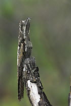 Common Potoo (Nyctibius griseus) on day-time roost, Cerrado habitat, northeast Brazil
