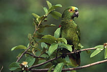 Blue-fronted Parrot (Amazona aestiva) perched in tree, Piaui State, northeast Brazil
